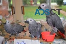 Baby good hand African grey parrots