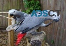 pairs of babies African Grey parrots
