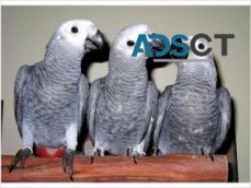 African grey pair and babies for sale.