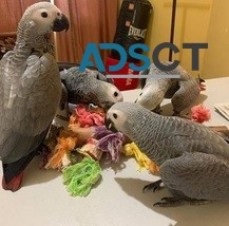 Males and females  African grey parrots