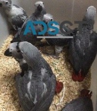 cute young babies African Grey parrots