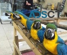 Very cute young babies Blue & gold macaw