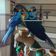 Outstanding  Blue and Gold Macaws 4 sale
