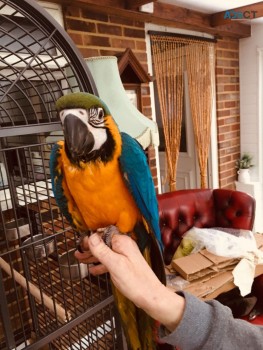 looking young babies Blue and gold macaw