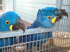 Hyacinth Macaw Parrots for Ready