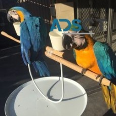 Blue and gold macaw baby parrots