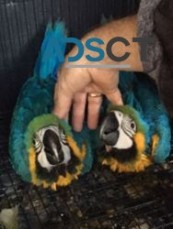 Blue & Gold Macaw parrots boy and girl