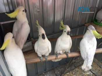 Cockatoo Parrots for sale.