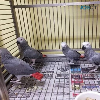 Africa Grey Parrots For Sale 