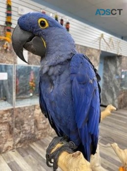 Hyacinth Macaw Babies for sale 