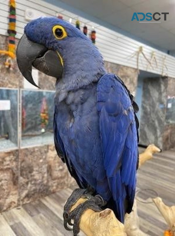 Hyacinth Macaw Babies for sale 