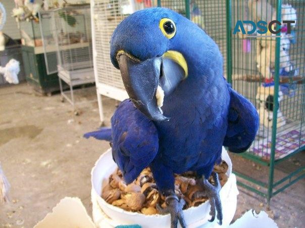 Hyacinth Macaw Babies for sale 