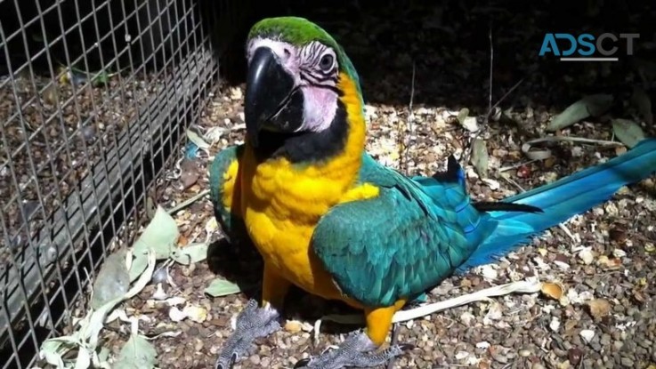 Blue and gold macaws 4 sale.