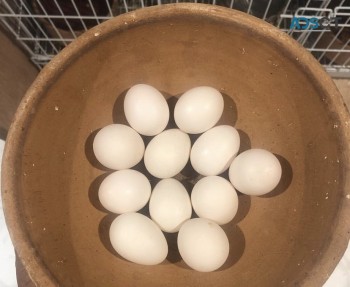 Fertile Parrot eggs 