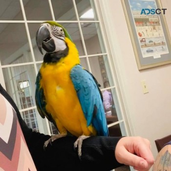 Macaw Parrot For Sale.
