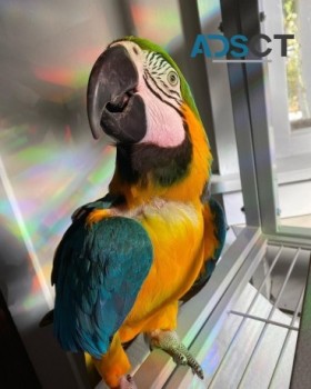 Blue and gold macaw for sale near