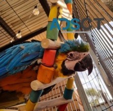 Affectionate blue & gold macaw parrots