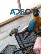 100% hand tame Blue and gold macaws
