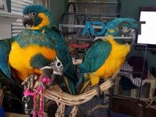 Hand-fed Blue and Gold Macaw Parrots