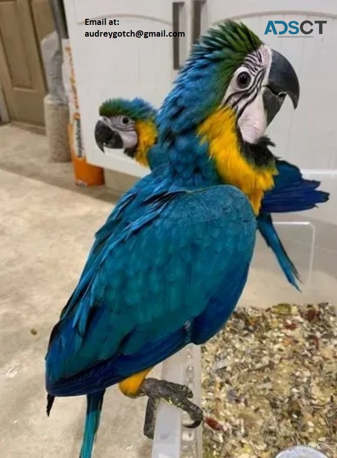 Blue & Gold Macaw Parrots