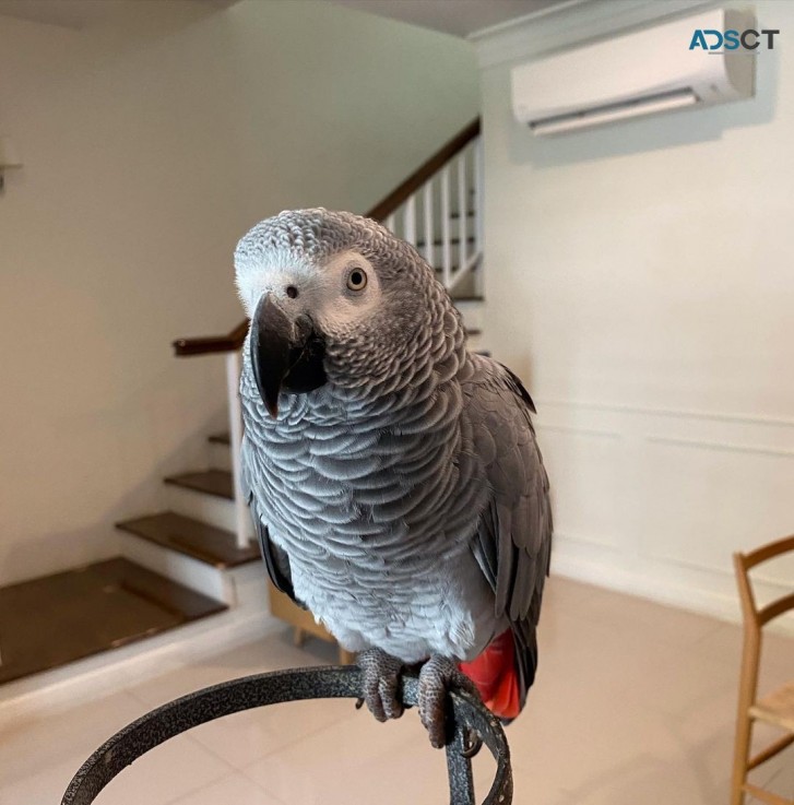 Cute African Grey Parrots for Sale