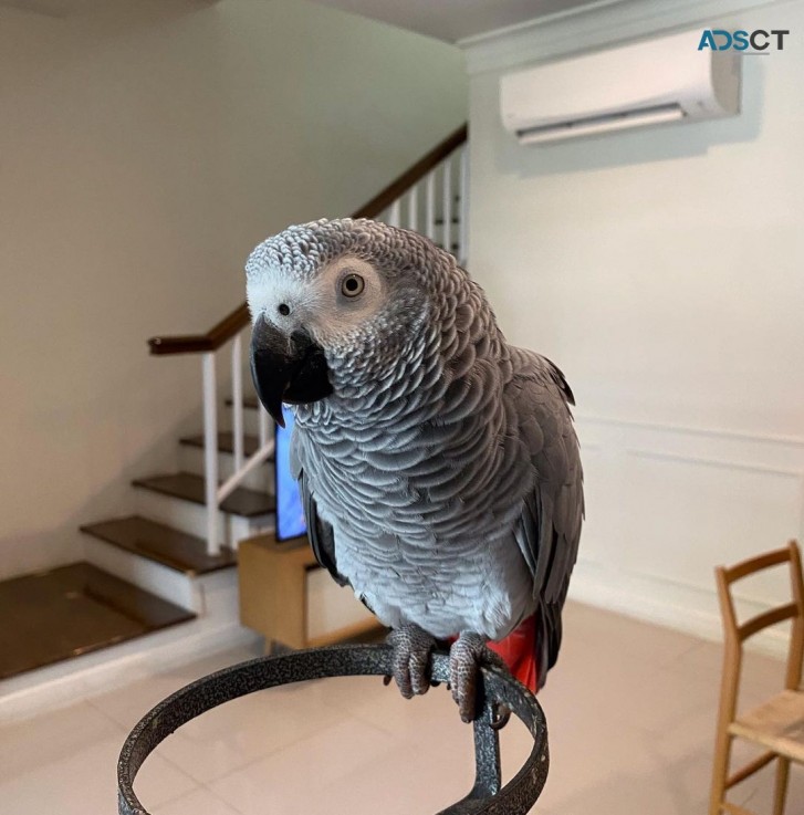Cute African Grey Parrots for Sale