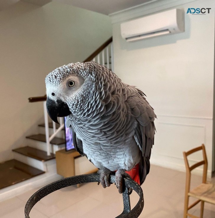 Cute African Grey Parrots for Sale