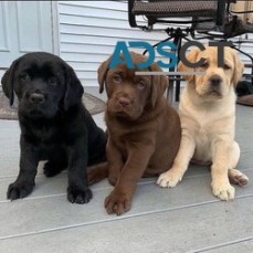 AKC Lab Puppies 
