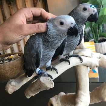  Africa Grey Parrots for sale 