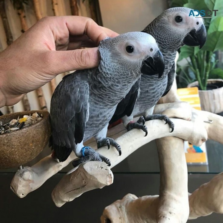  Africa Grey Parrots for sale 