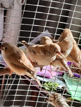 Finches fawn babies