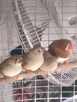 Finches fawn babies
