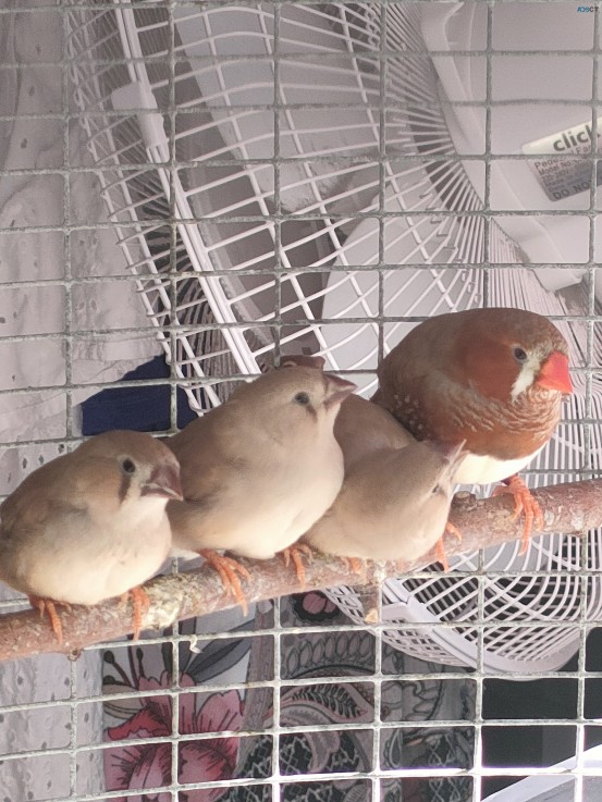 Finches fawn babies