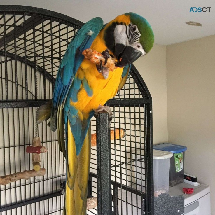 Blue and Gold Macaw Parrots for sale 