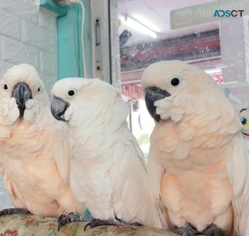 Very Friendly Cockatoo Parrots for Sale