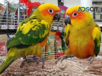 Conure birds