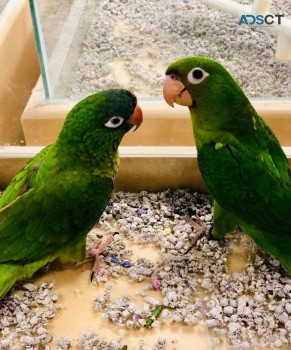 Conure birds