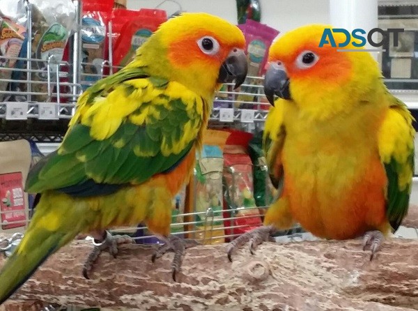 Conure birds