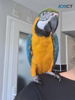 Very friendly blue and gold Macaw for sa