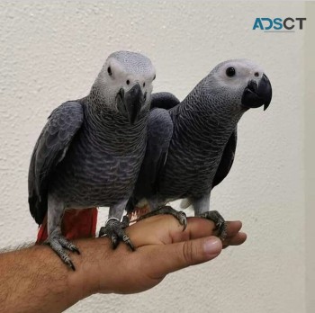 African Grey parrots for sale 