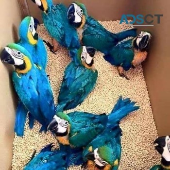 Macaw birds available rehoming 