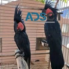 Black Palm cockatoo
