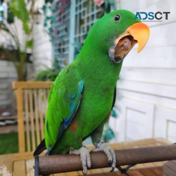 Eclectus parrot for sale,grand Eclectus 