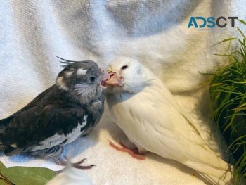 Beautiful tamed Cockatiels