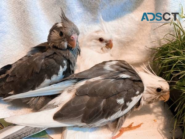 Beautiful tamed Cockatiels