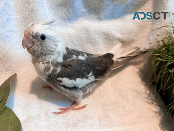 Beautiful tamed Cockatiels