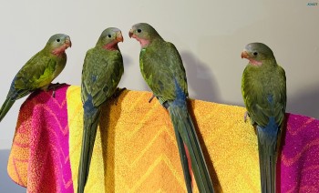 Hand raised princess parrots 