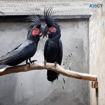 Black Palm Cockatoo Parrots for sale