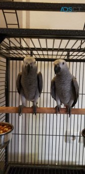 African Grey Parrots 