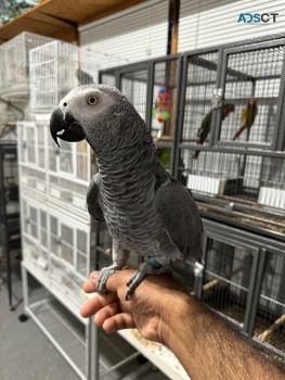 Africa gray parrot for sale